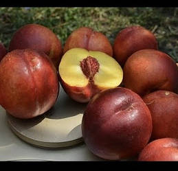 Нектарин "Ред Даймонд" (середній термін дозрівання)