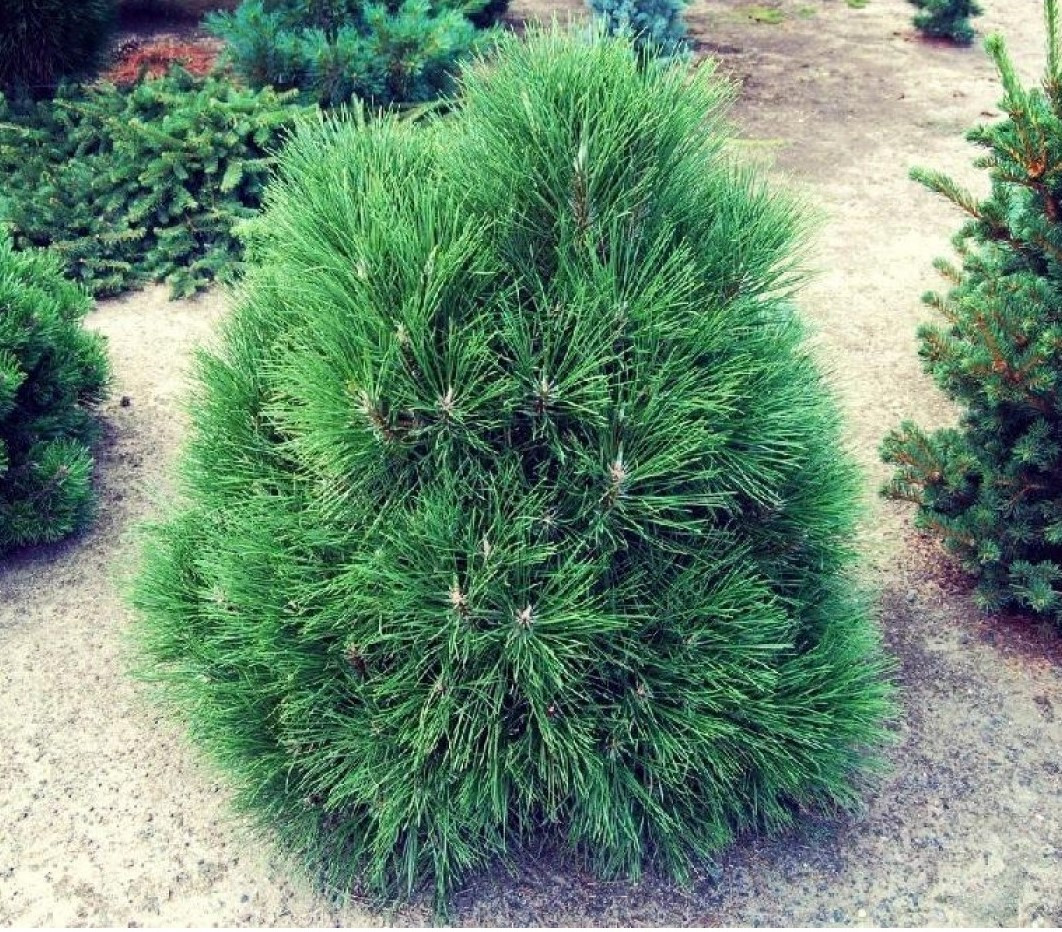 Сосна чорна Spielberg 2 річна, Сосна черная Спилберг, Pinus nigra Spielberg