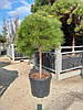 Сосна чорна Brepo 3 річна на штамбі, Сосна черная Брепо на штамбе, Pinus nigra Brepo / Pierrick Bregeon, фото 6
