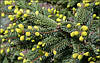 Ялина чорна Aurea 3 річна, Ель черная Ауреа, Picea mariana Aurea, фото 6