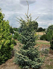 Ялина чорна Aurea 3 річна, Ель черная Ауреа, Picea mariana Aurea, фото 5