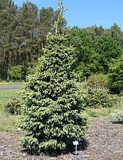 Ялина чорна Aurea 3 річна, Ель черная Ауреа, Picea mariana Aurea, фото 4