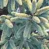 Ялина чорна Aurea 3 річна, Ель черная Ауреа, Picea mariana Aurea, фото 7