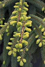 Ялина чорна Aurea 3 річна, Ель черная Ауреа, Picea mariana Aurea, фото 6