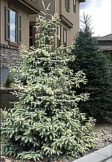 Ялина чорна Aurea 3 річна, Ель черная Ауреа, Picea mariana Aurea, фото 3