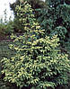Ялина чорна Aurea 3 річна, Ель черная Ауреа, Picea mariana Aurea, фото 10