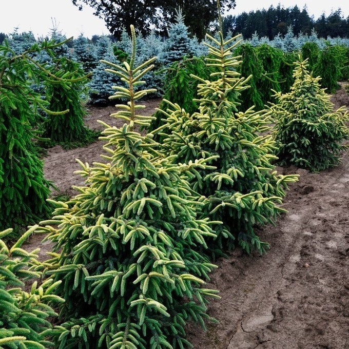 Ялина чорна Aurea 3 річна, Ель черная Ауреа, Picea mariana Aurea