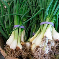 Цибуля батун "П'єро" 10г