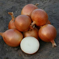 Цибуля Універсо