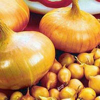 Лук "Штудгортер Різен" 1г