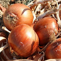 Насіння Цибуля "Хілтон"F1 200 шт.