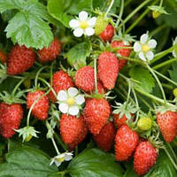 Суниця "Олександрія"