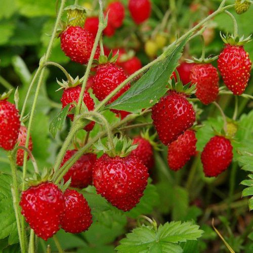 Насіння Суниця ремонтантна "Алі Баба" 0,1 г.