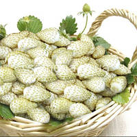 Земляника ремонантна Вайт Соул