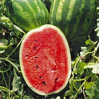 Кавун "Карнак"