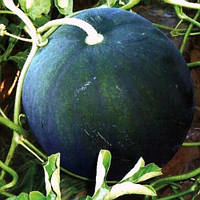 Кавун "Вогник"