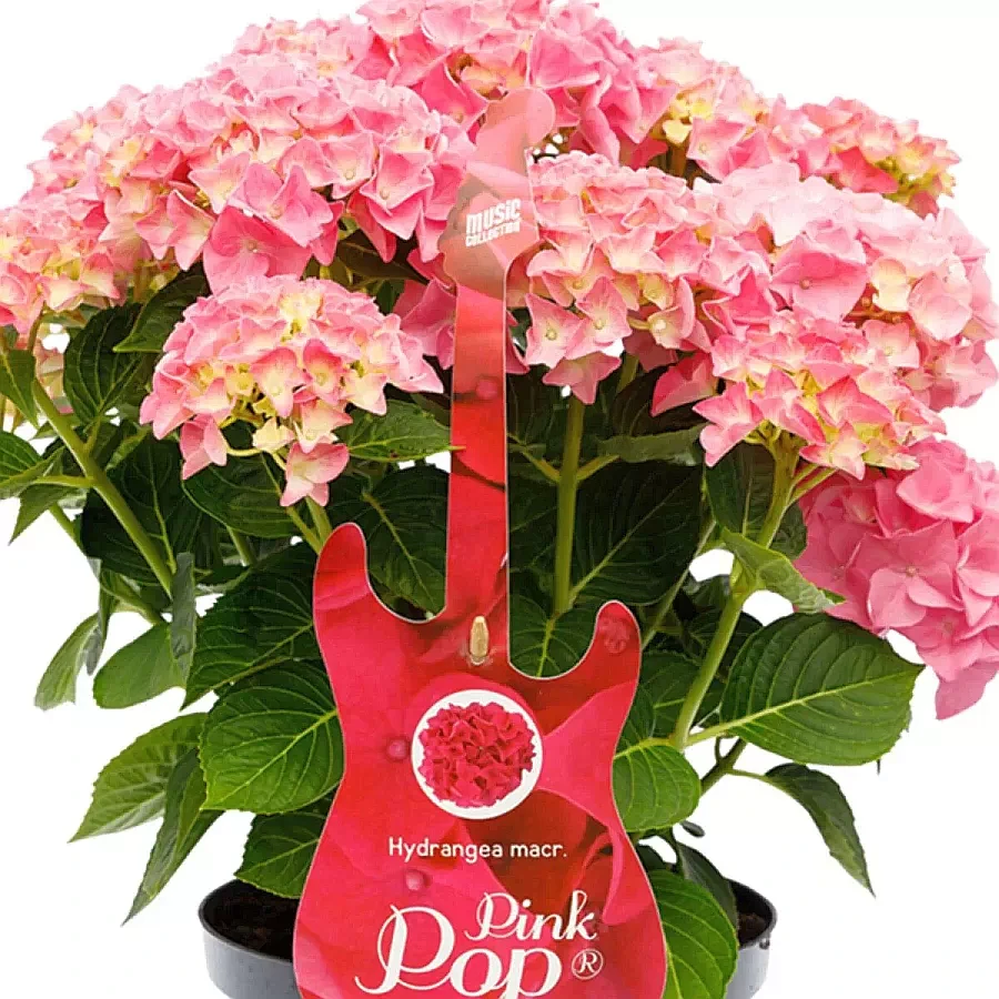 Гортензія крупнолистова. Music Collection® Pink Punk ( Рожевий панк) c3