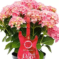Гортензія крупнолистова. Music Collection®  Pink Punk ( Рожевий панк) c3