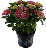 Гортензія крупнолистова. Music Collection®  Pink Punk ( Рожевий панк) c3, фото 2