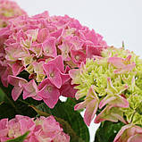 Гортензія крупнолистова. Music Collection®  Pink Punk ( Рожевий панк) c3, фото 4