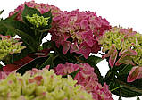 Гортензія крупнолистова. Music Collection®  Pink Punk ( Рожевий панк) c3, фото 5
