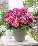 Гортензія крупнолистова. Music Collection®  Pink Punk ( Рожевий панк) c3, фото 3