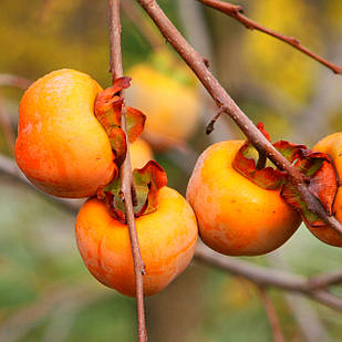 Хурма Брейсе-2 (трьохрічна) - привита, дводомна, морозостійка, середній