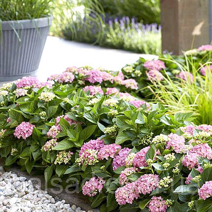Гортензія Хортбакс Пінк / С5 / Hydrangea Hortbux Pink, фото 1