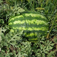 Кавун "Скарб"