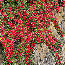 Кизильник Корал Бьюті / Р9 / Cotoneaster Coral Beauty
