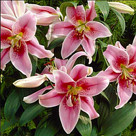 Цибулини лілії низькоросла Mona Lisa (1 шт.)