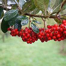 Кизильник гібридний Скогольм / Р9 / Cotoneaster Skogholm
