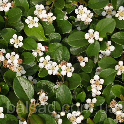 Кизильник гібридний Скогольм / Р9 / Cotoneaster Skogholm, фото 3