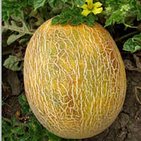 Диня "Ананас"