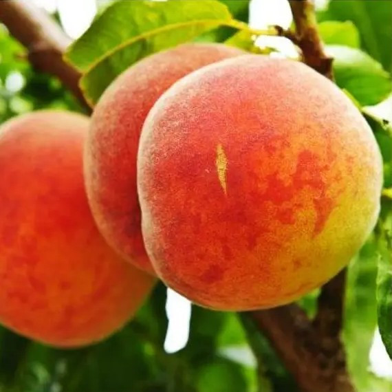 Персик Штайнберг