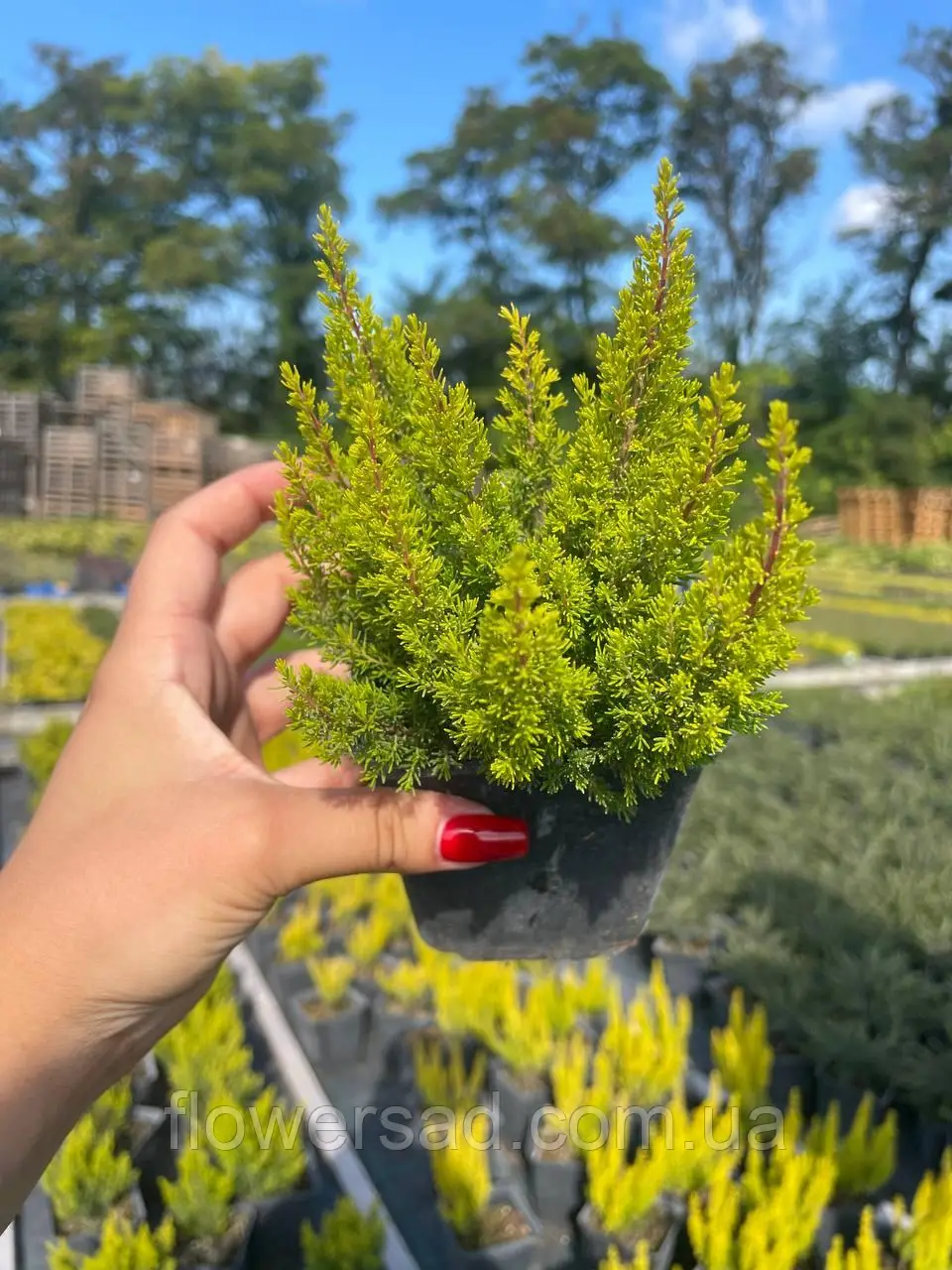 Еріка Arborea контейнер 0,5л, фото 1