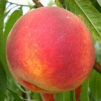 Персик Топ Світ Т5