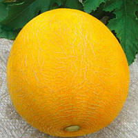 Диня "Золотава"