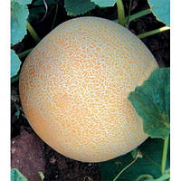 Диня "Сітірекс"