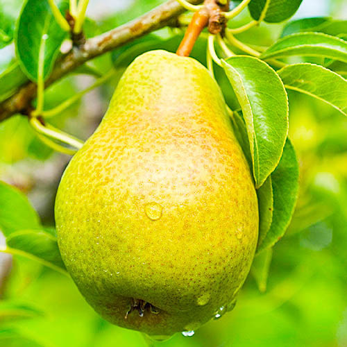 Груша колоновидна Сапфіра