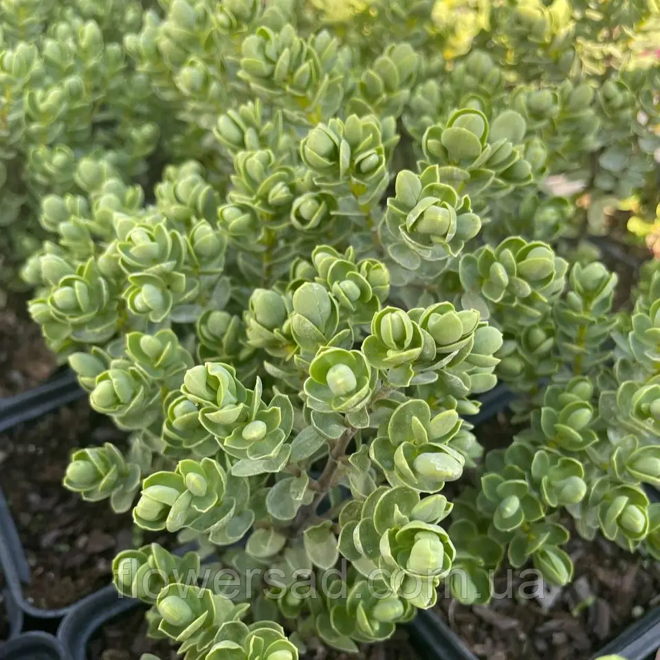 Хебе Topiaria контейнер 0,5л, фото 1