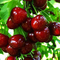 Черешня колоновидна Сільвія