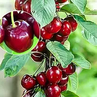 Черешня колоновидна Хелена