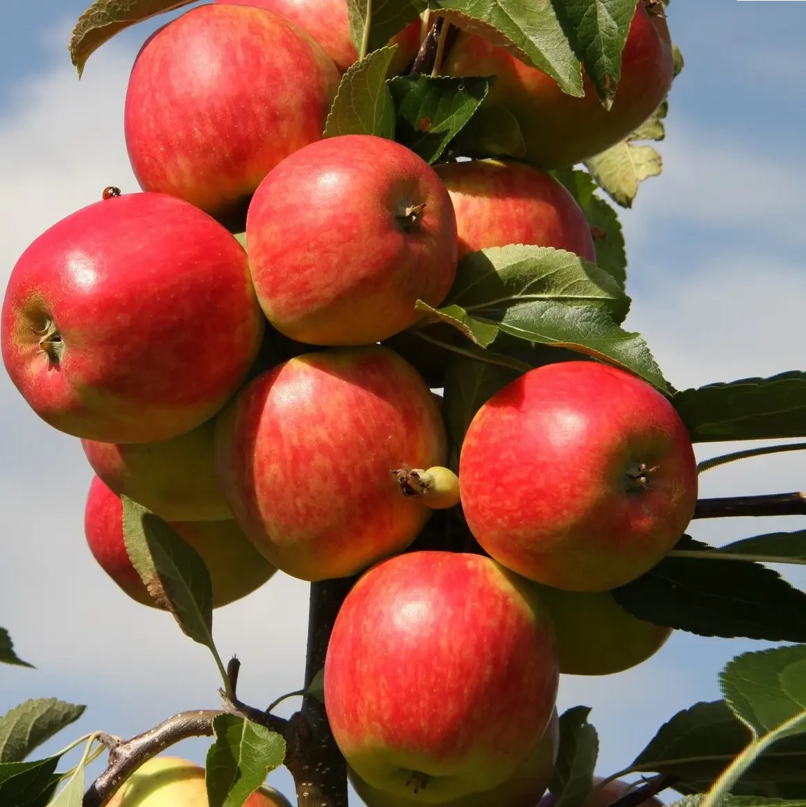 Яблуня Баргузин