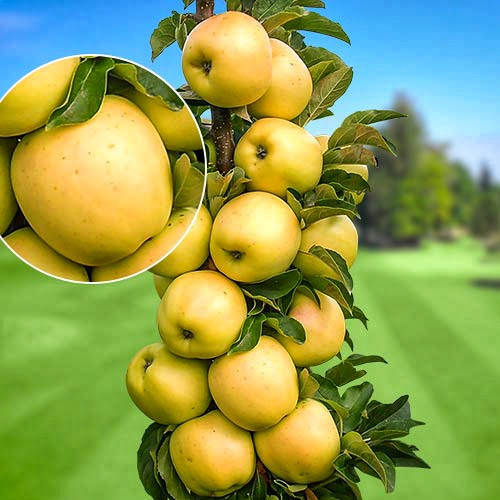 Яблуня Болеро (КВ-101)