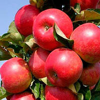 Яблуня Валюта