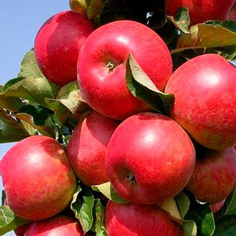 Яблуня Валюта