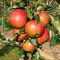 Яблуня Васюган