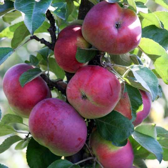 Яблуня Джина