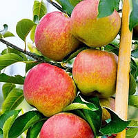 Яблуня Останкіно